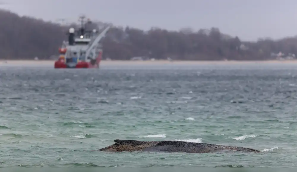 Ballena Timmy aparece muerta en costas de Dinamarca