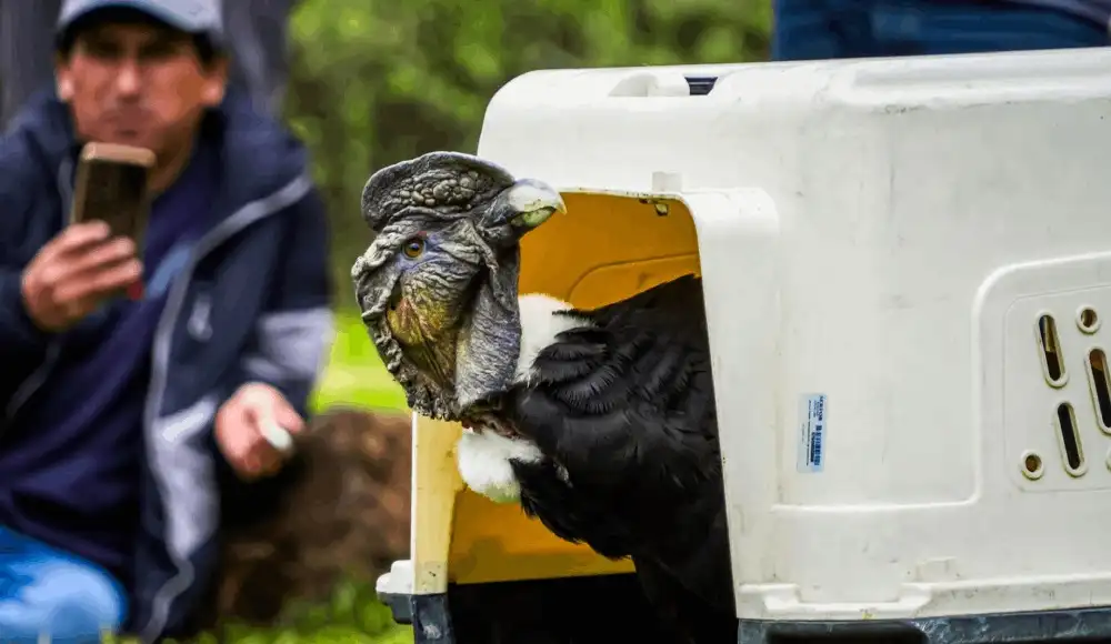 Fauna silvestre fue fortalecida con liberación de especies