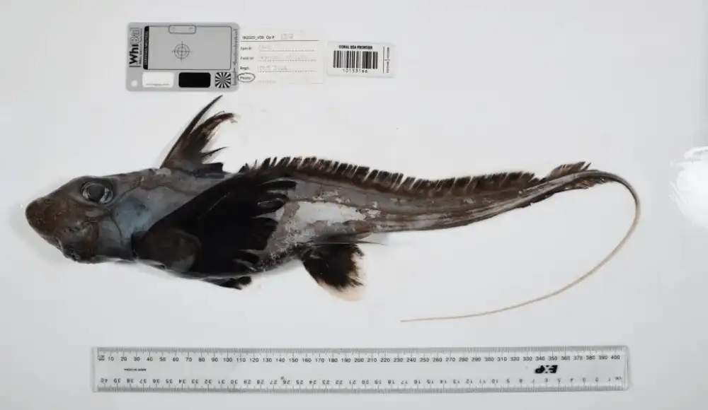 Nuevas especies son halladas en mares de todo el mundo