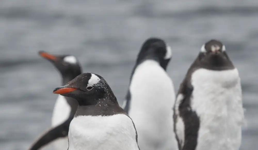 Nueva especie de pingüino es hallada las islas Kerguelen Nueva especie de pingüino es hallada las islas Kerguelen