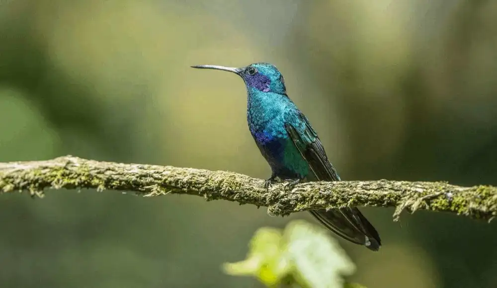 Perú logra segundo lugar mundial en avistamiento de aves Perú logra segundo lugar mundial en avistamiento de aves