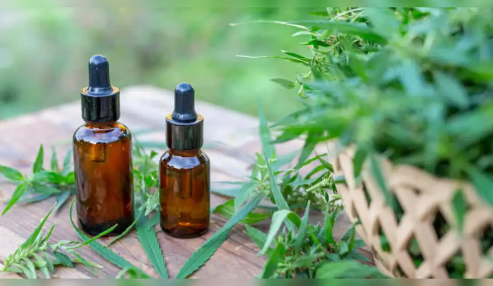 Cannabis Cannabis