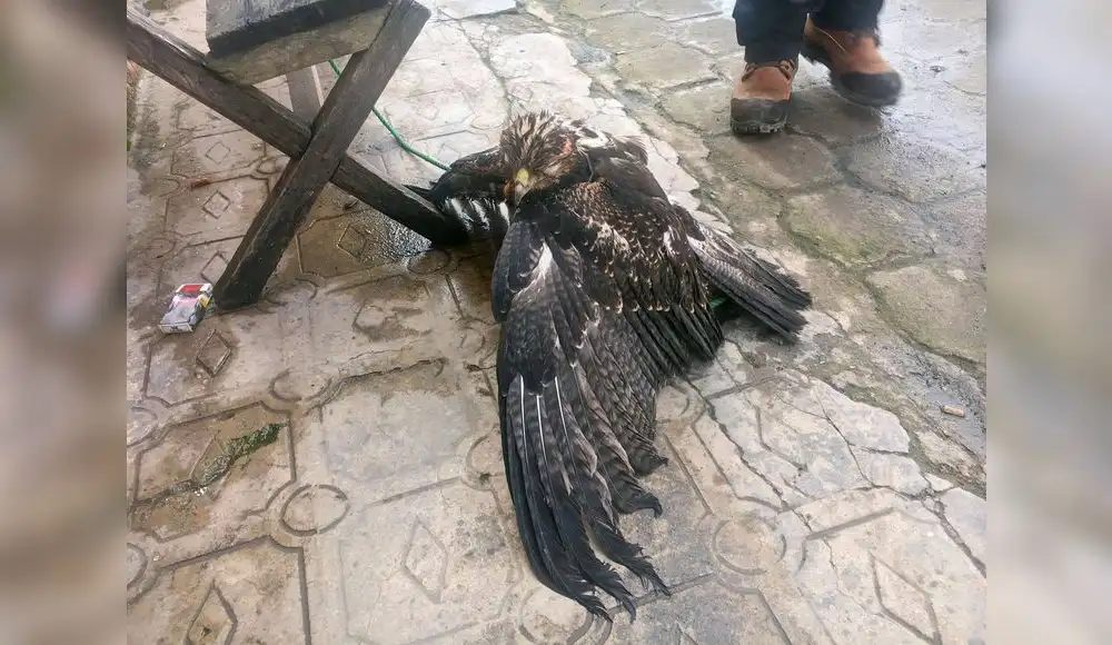 Rescatan a águila herida en centro poblado de Trujillo