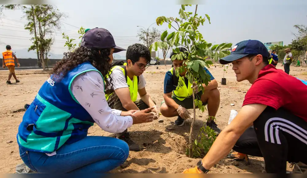 Perú busca plantar 2,5 millones de árboles solo en el primer semestre del 2026