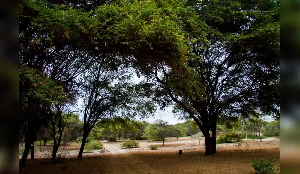 Perú pierde 298 mil hectáreas de bosque seco ecuatorial