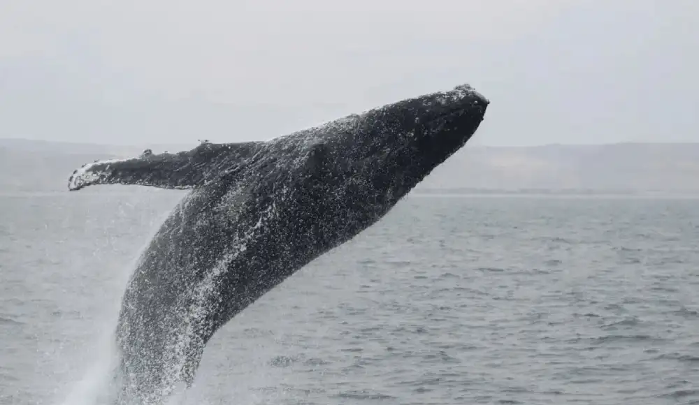 Lanzan convocatorias de voluntariado en el norte peruano para la temporada de avistamiento de ballenas 2026