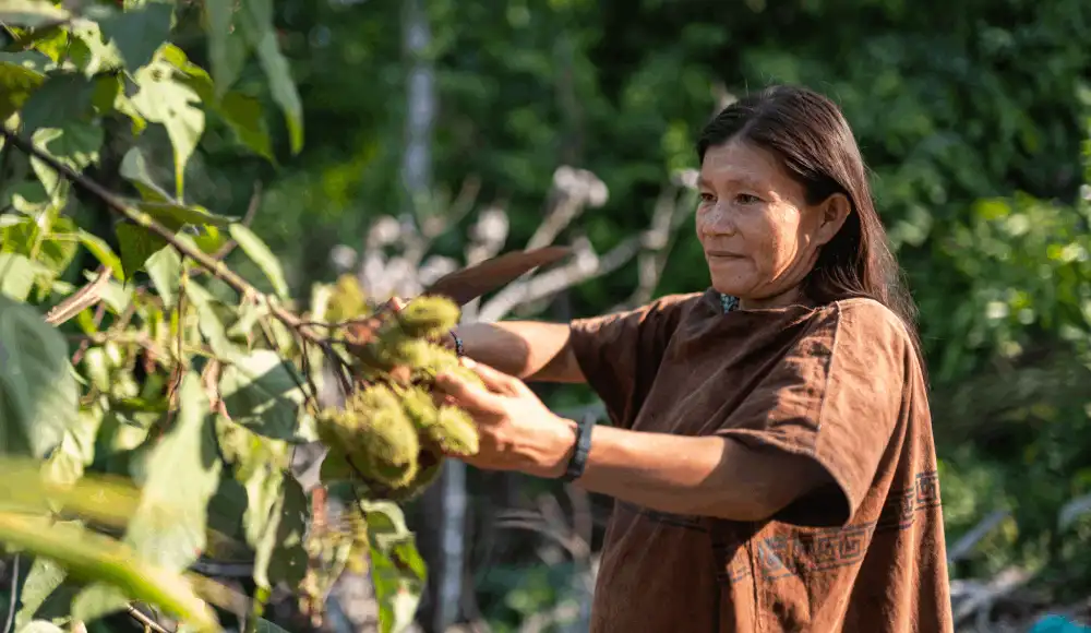 Concurso “Frutos de la Amazonía” financiará varios negocios Concurso “Frutos de la Amazonía” financiará varios negocios