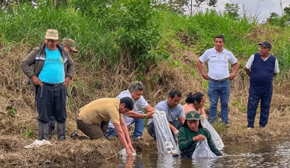 Piscicultores reciben 5,000 alevines de mota punteada