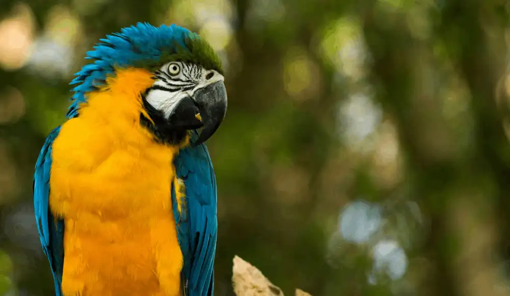 Territorios peruanos son el hogar de especies representativas.