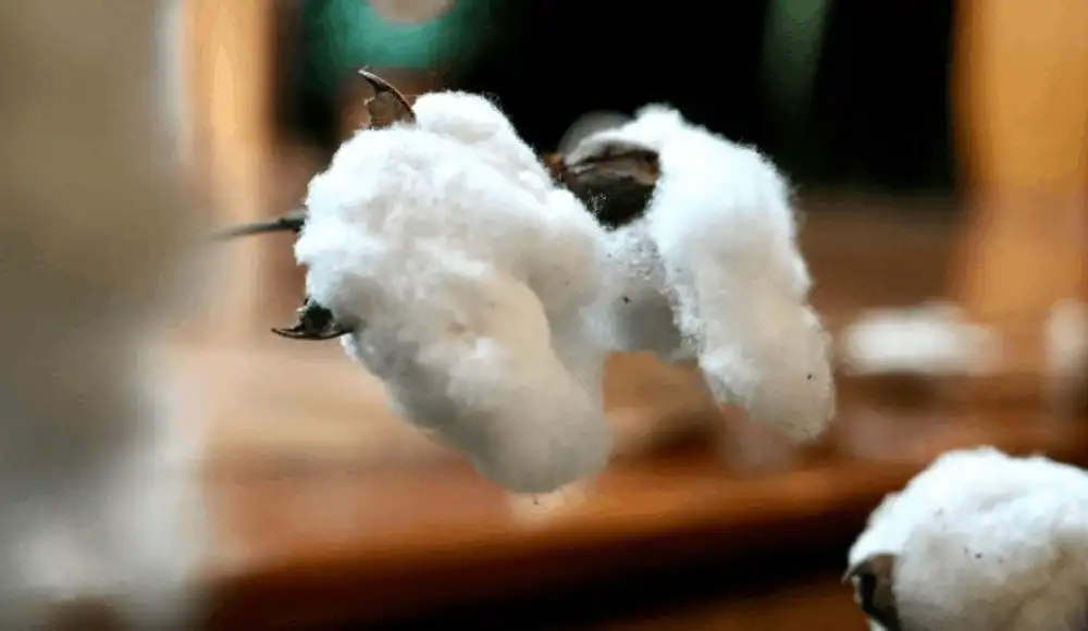 Nueva variedad de algodón hace frente al cambio climático.
