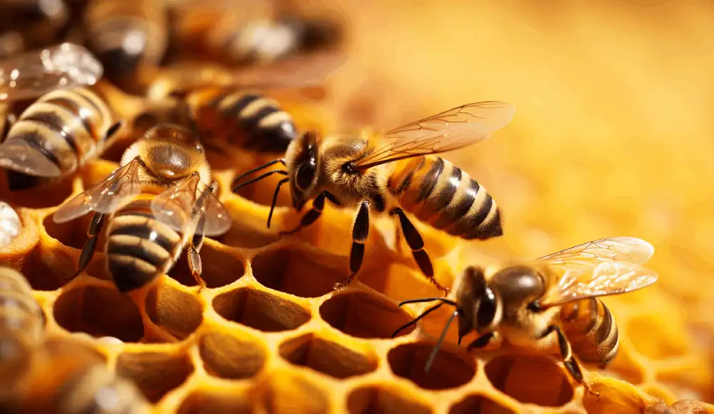 Polinizadores como las abejas son determinantes para la seguridad alimentaria.