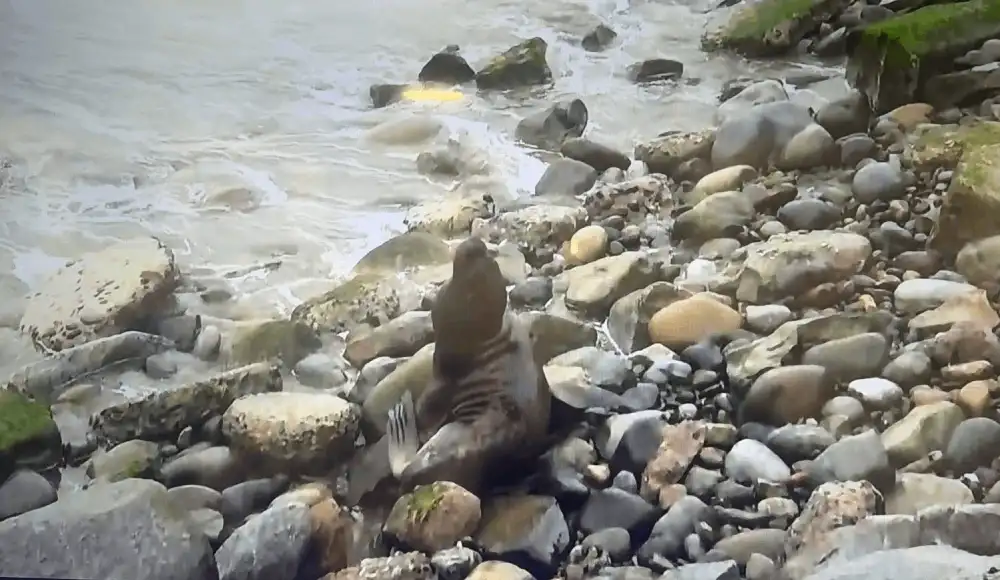 Animal salió hasta el malecón playero huyendo de las aguas, y luego regresó a la zona de rocas. Animal salió hasta el malecón playero huyendo de las aguas, y luego regresó a la zona de rocas.