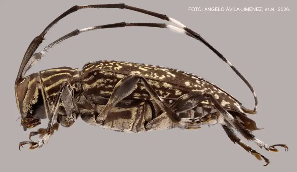 Descubren nuevo género y especies de escarabajos en el Manu Descubren nuevo género y especies de escarabajos en el Manu