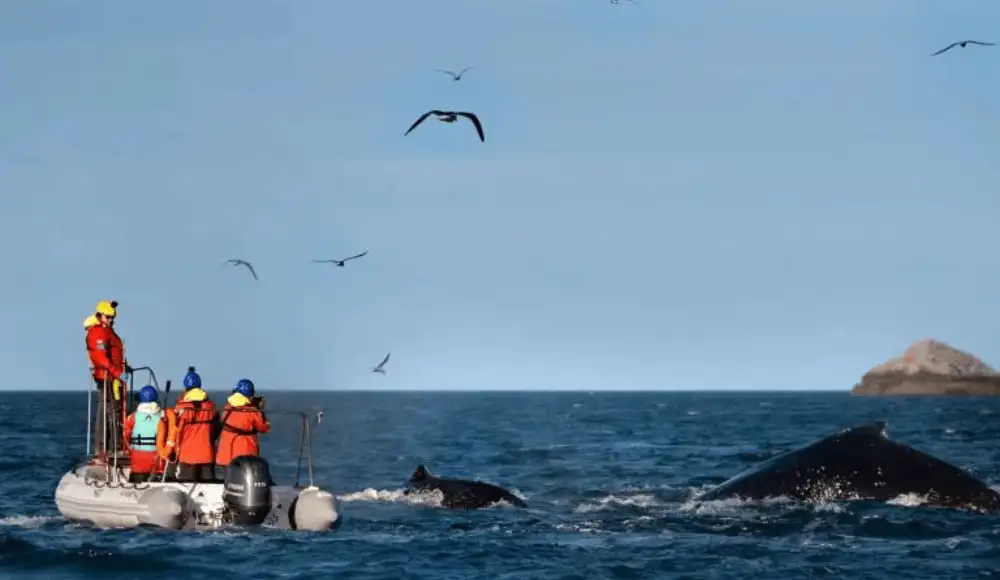 Proyecto Cetáceos Perú anuncia programa de formación en conservación marina Proyecto Cetáceos Perú anuncia programa de formación en conservación marina