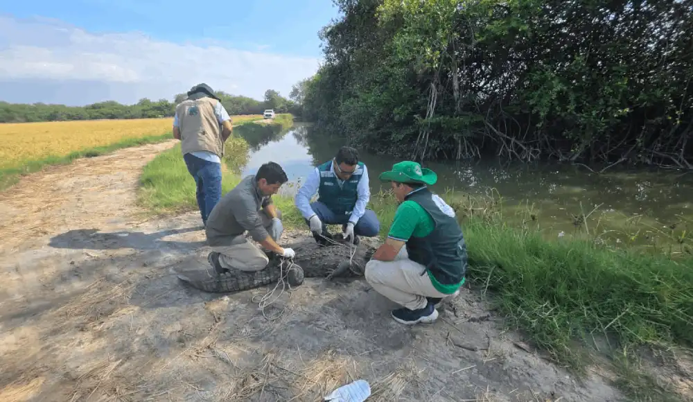 Serfor libera a enorme cocodrilo hallado en playas de Piura. Serfor libera a enorme cocodrilo hallado en playas de Piura.