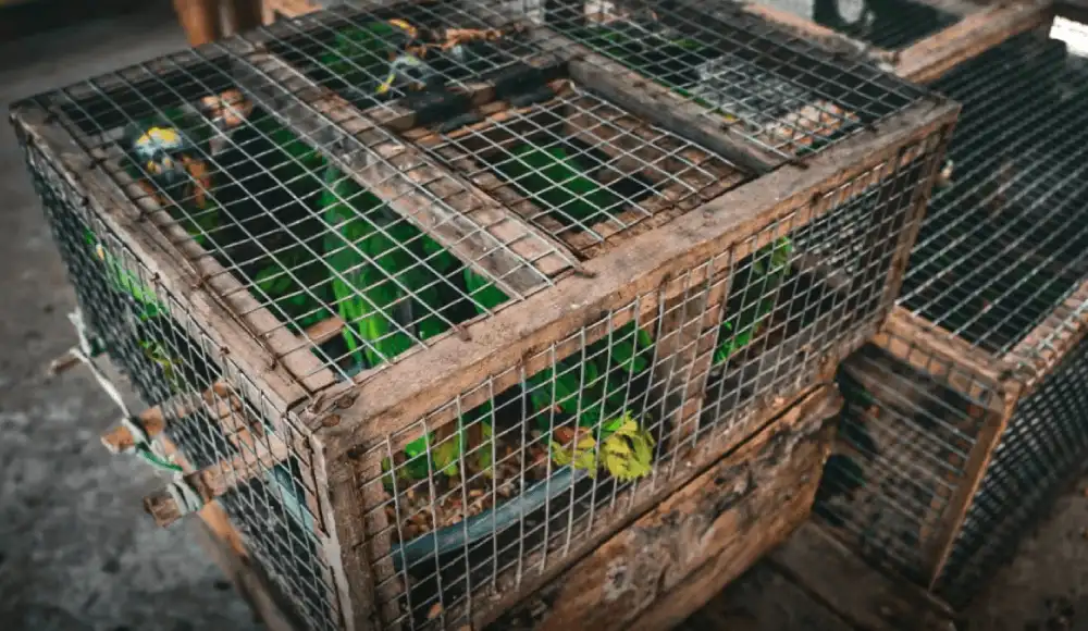 Aves rescatadas ya habían sufrido daños muy graves, confirmaron las autoridades. Aves rescatadas ya habían sufrido daños muy graves, confirmaron las autoridades.