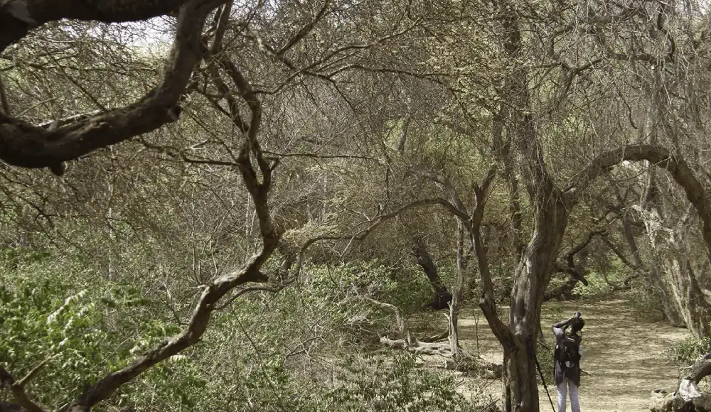Fortalecerán la conservación de bosques secos en el norte del país