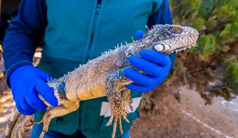 Rescatan iguana verde en Moquegua y alertan sobre tráfico ilegal.