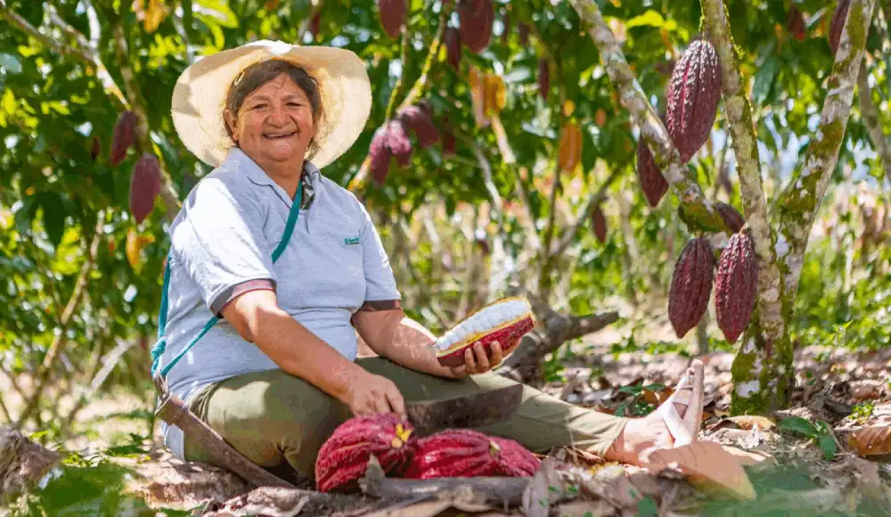 Canadá impulsará el cacao sostenible peruano.