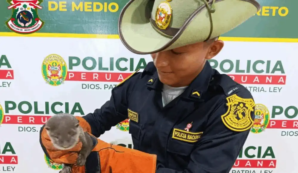 Rescatan nutria de río durante operativo contra tráfico ilegal. Rescatan nutria de río durante operativo contra tráfico ilegal.