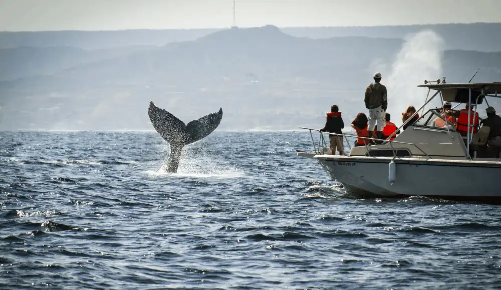 Tumbes inicia temporada de avistamiento de ballenas jorobadas. Tumbes inicia temporada de avistamiento de ballenas jorobadas.