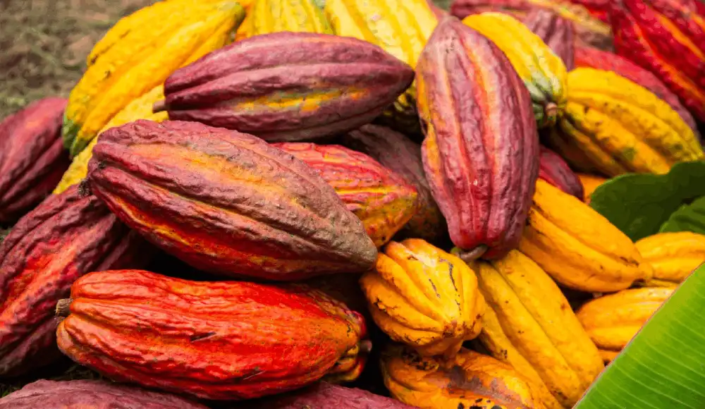 Perú descubre cuatro nuevos grupos genéticos de cacao nativo. Perú descubre cuatro nuevos grupos genéticos de cacao nativo.