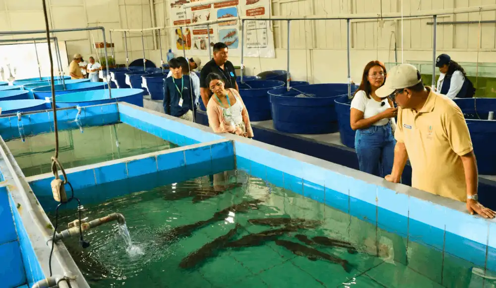 IIAP impulsará la piscicultura con alevinos de doncella en Ucayali.