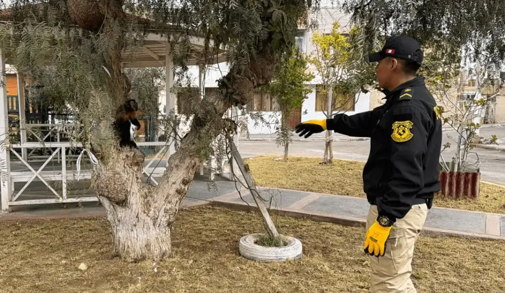 Rescatan mono machín negro víctima del tráfico ilegal en Moquegua. Rescatan mono machín negro víctima del tráfico ilegal en Moquegua.