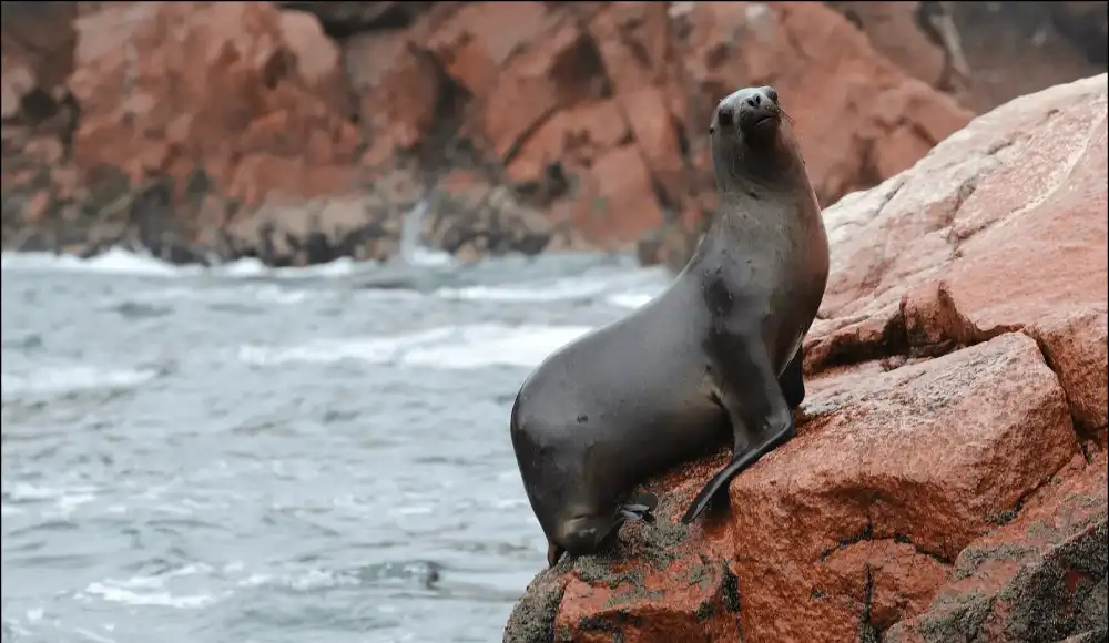 Serfor libera a lobo marino rescatado en las costas de Tacna.