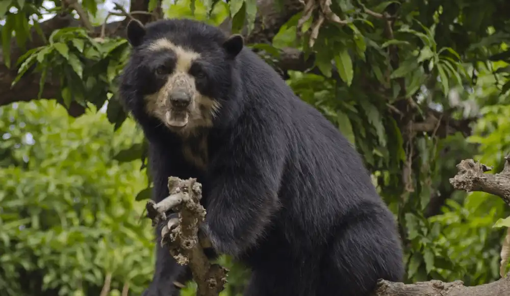 Minam impulsa plan para recuperar al oso andino en el Perú. Minam impulsa plan para recuperar al oso andino en el Perú.