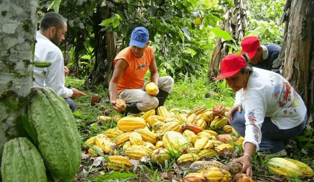 Productores del Vraem impulsan cacao sostenible y dejan la hoja coca.