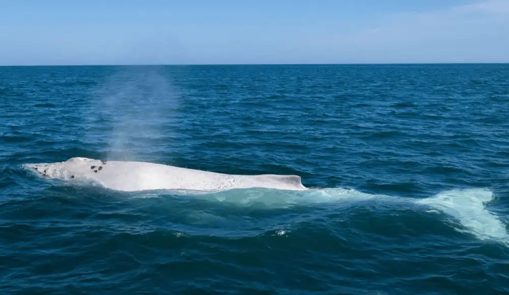 Suru, la ballena blanca, reaparece en las costas de Piura.
