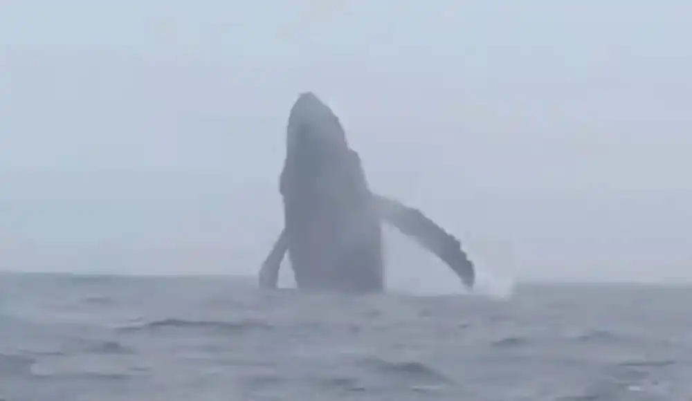 Ballenas sorprenden frente a las costas de Huarmey. Ballenas sorprenden frente a las costas de Huarmey.