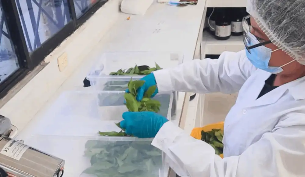 IIAP impulsa tecnología para aprovechar frutas amazónicas.