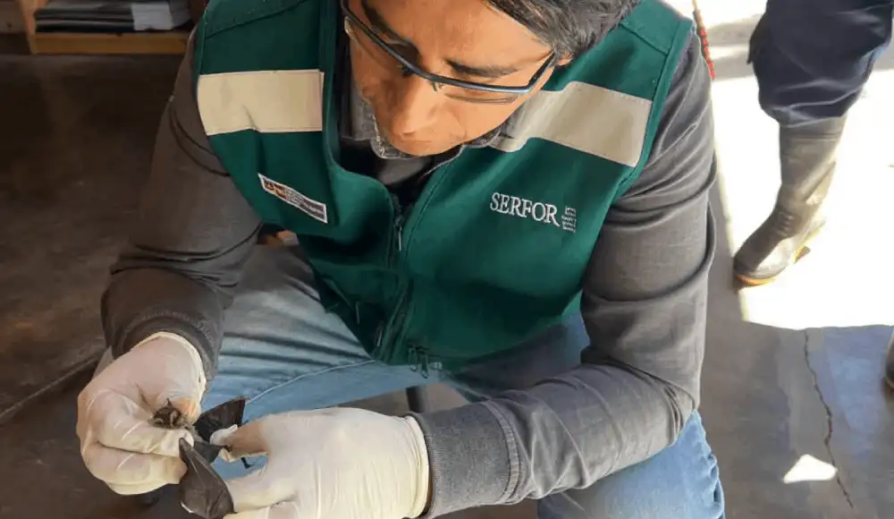 Serfor rescata murciélago hallado en colegio de Cajamarca. Serfor rescata murciélago hallado en colegio de Cajamarca.
