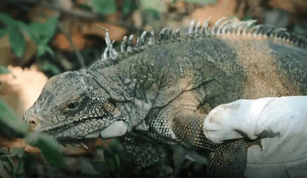 Ucayali: boa arcoíris e iguana regresan a su hábitat