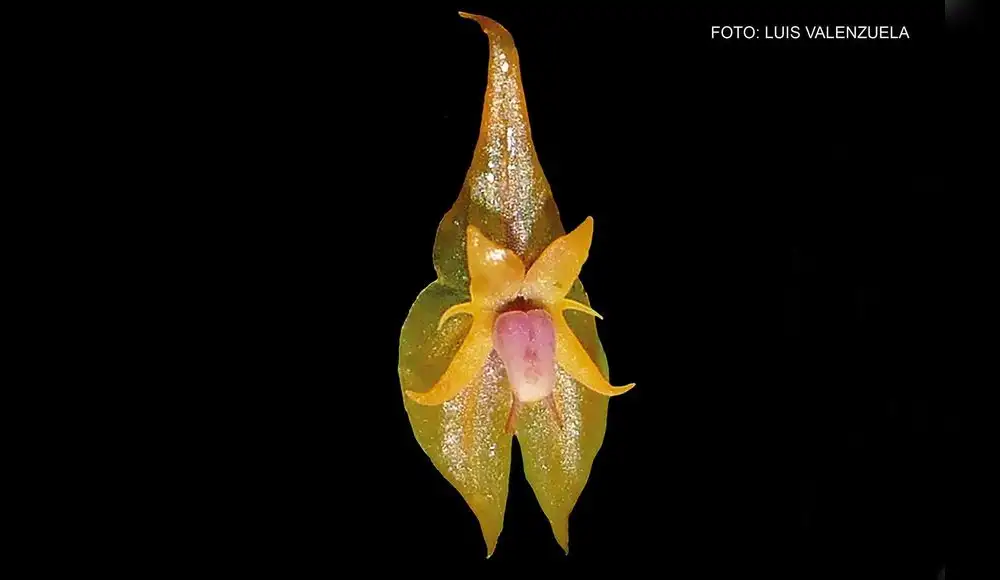 Yanachaga Chemillén: descubren nueva especie de orquídea Yanachaga Chemillén: descubren nueva especie de orquídea