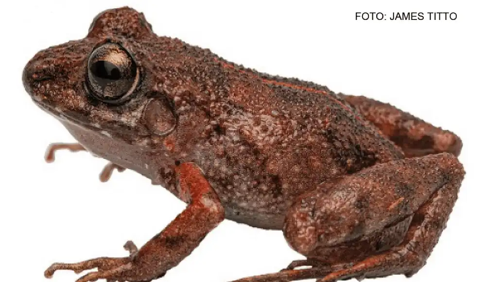 Descubren nueva especie de rana en la Cordillera Azul Descubren nueva especie de rana en la Cordillera Azul