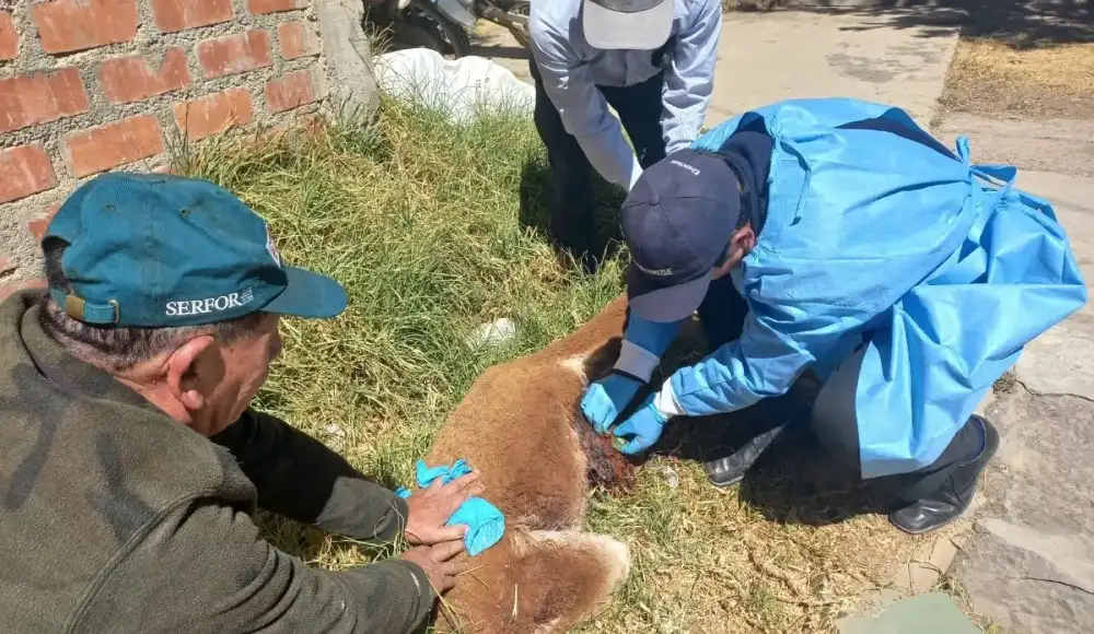 SERFOR rescata vicuña herida tras accidente en carretera de Tarma