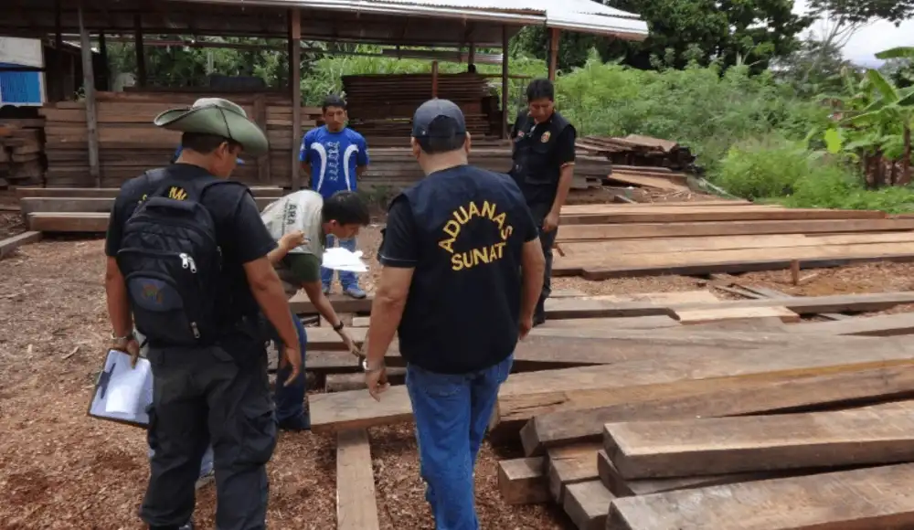 Ucayali: incautan cedro oculto y 1,100 tablillas de bolaina Ucayali: incautan cedro oculto y 1,100 tablillas de bolaina