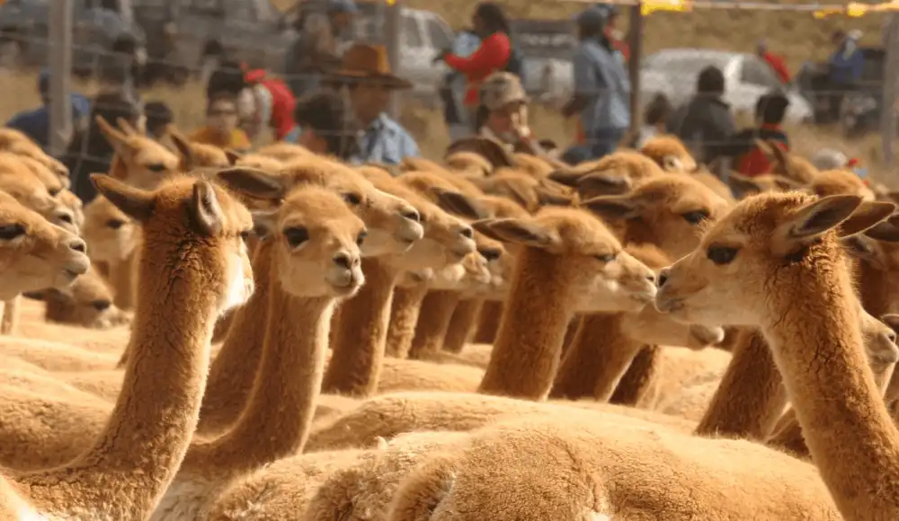 Vicuñas en áreas protegidas crecen 41,2 % y alcanzan récord Vicuñas en áreas protegidas crecen 41,2 % y alcanzan récord