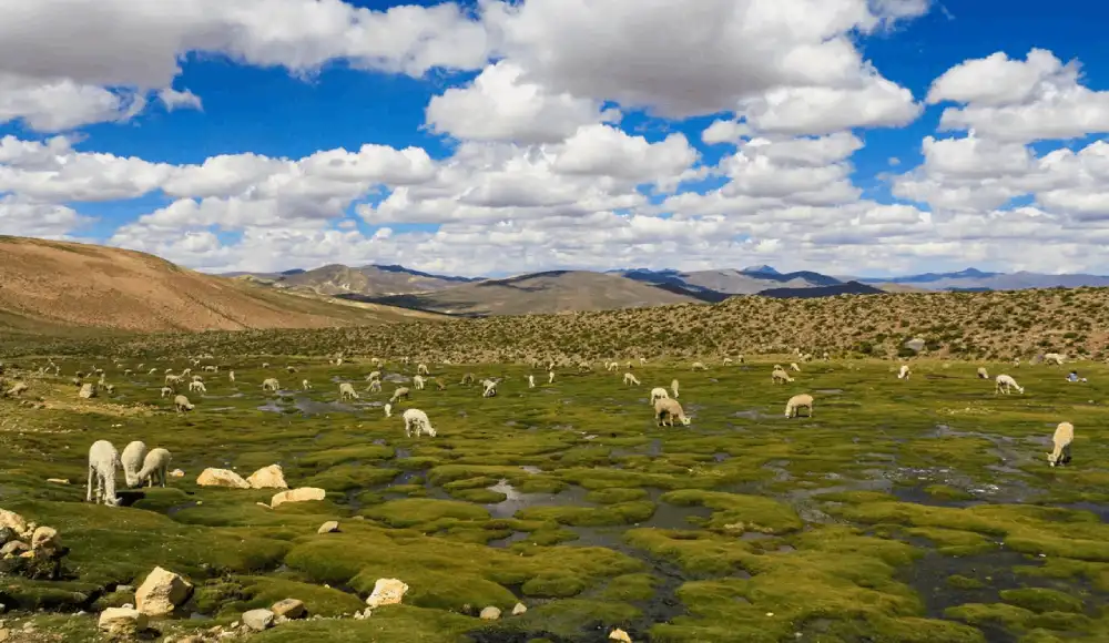 El Niño: recupera ecosistemas altoandinos para asegurar el agua El Niño: recupera ecosistemas altoandinos para asegurar el agua