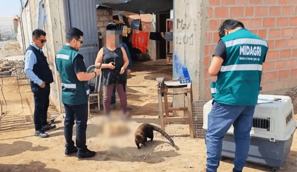 Coatí es rescatado de un taller de soldadura en Tacna Coatí es rescatado de un taller de soldadura en Tacna