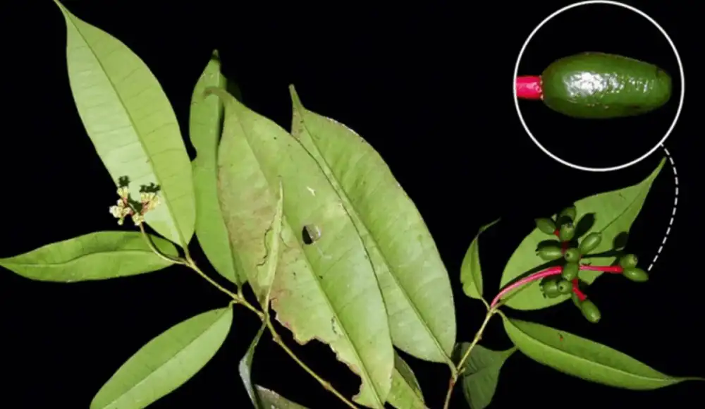 Neea myrciifolia: descubren nueva especie de árbol en Perú Neea myrciifolia: descubren nueva especie de árbol en Perú