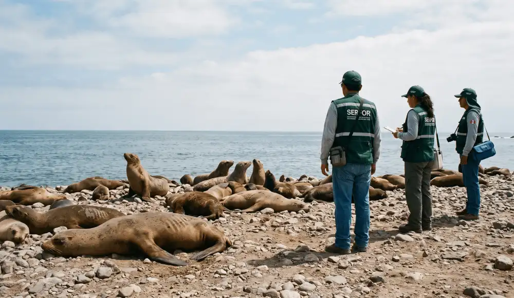 Fauna marina en Áncash: refuerzan protección en Bahía del Ferrol Fauna marina en Áncash: refuerzan protección en Bahía del Ferrol