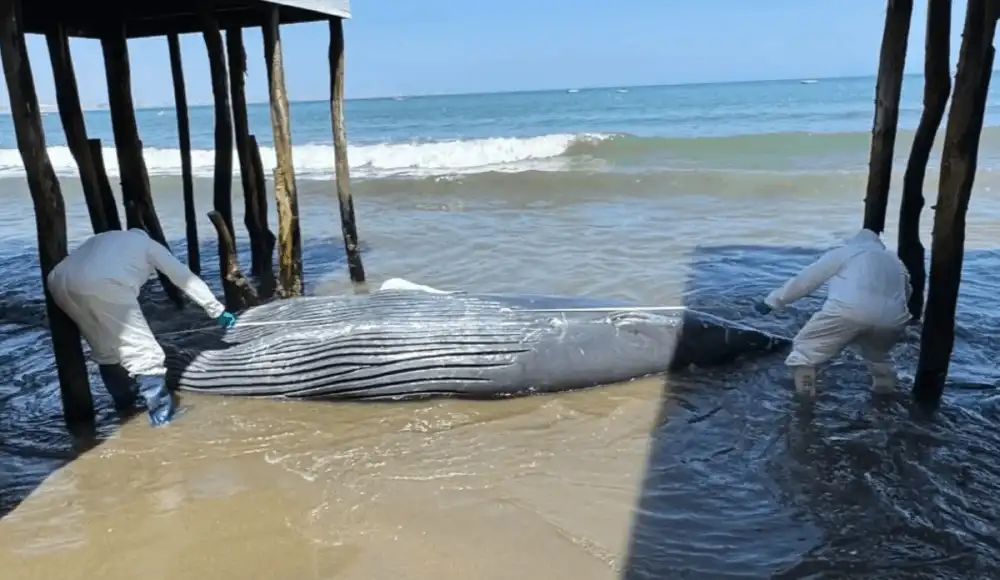 Ballena jorobada juvenil vara en playa Colán Ballena jorobada juvenil vara en playa Colán