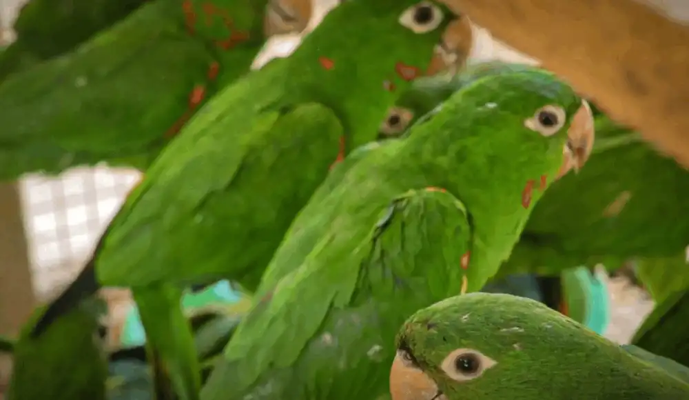 Rescatan ocho loros de cabeza roja del tráfico ilegal en Andahuaylas Rescatan ocho loros de cabeza roja del tráfico ilegal en Andahuaylas