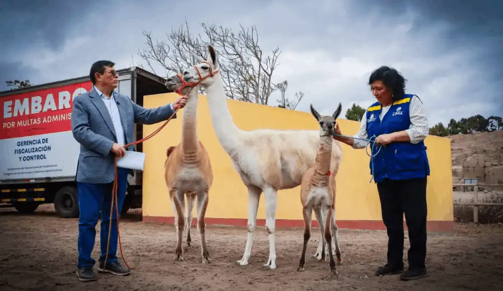 Llamas rescatadas en Gamarra son cuidadas en Parque de las Leyendas Llamas rescatadas en Gamarra son cuidadas en Parque de las Leyendas