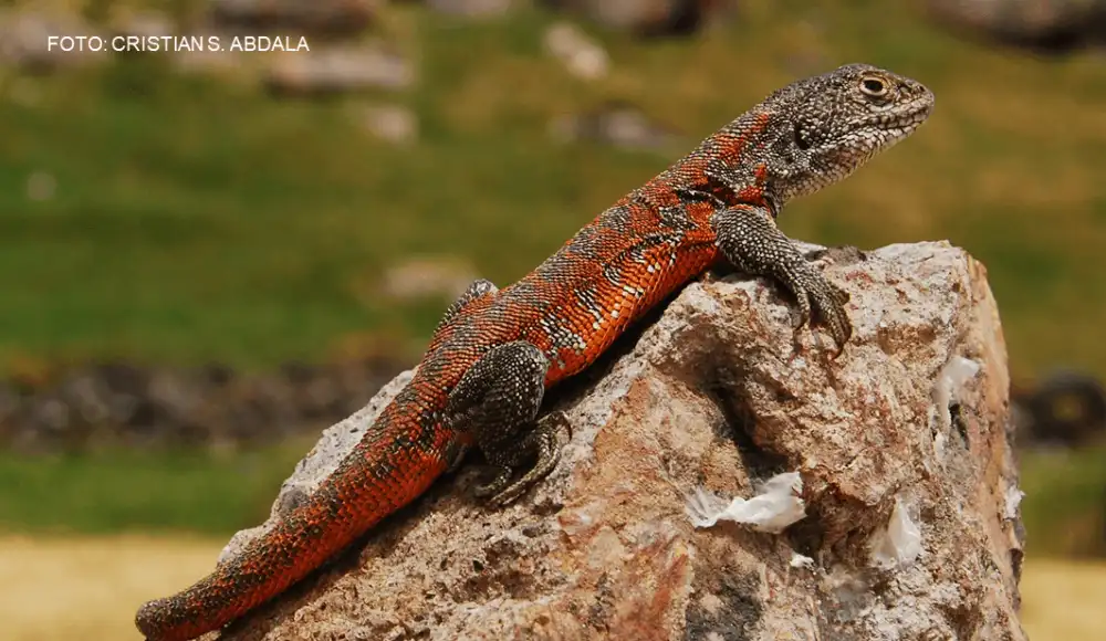 Liolaemus yawar: nueva lagartija endémica es hallada en Puno Liolaemus yawar: nueva lagartija endémica es hallada en Puno