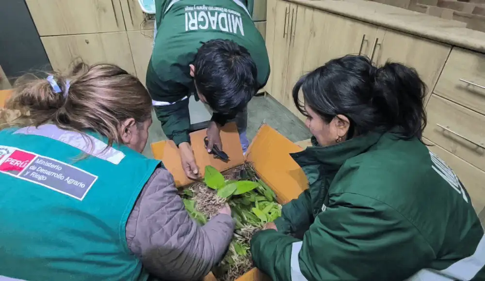 Arequipa: Serfor recupera más de 270 orquídeas sin documentación Arequipa: Serfor recupera más de 270 orquídeas sin documentación
